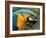 Blue and Yellow Macaw, S America-Staffan Widstrand-Framed Photographic Print