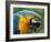 Blue and Yellow Macaw, S America-Staffan Widstrand-Framed Photographic Print