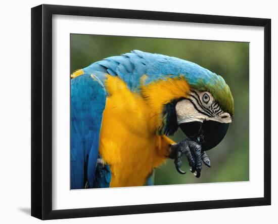 Blue and Yellow Macaw, S America-Staffan Widstrand-Framed Photographic Print