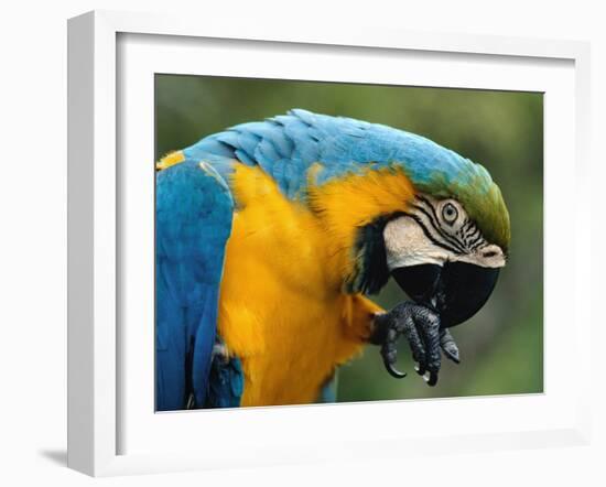 Blue and Yellow Macaw, S America-Staffan Widstrand-Framed Photographic Print