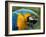 Blue and Yellow Macaw, S America-Staffan Widstrand-Framed Photographic Print