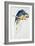 Blue and Yellow Macaw-Edward Lear-Framed Premium Giclee Print