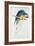 Blue and Yellow Macaw-Edward Lear-Framed Premium Giclee Print
