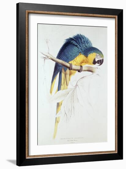 Blue and Yellow Macaw-Edward Lear-Framed Premium Giclee Print