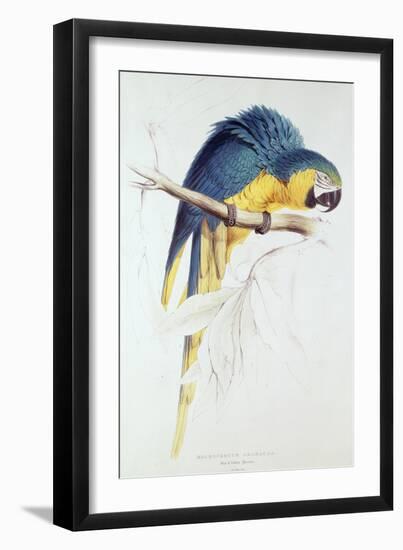 Blue and Yellow Macaw-Edward Lear-Framed Premium Giclee Print