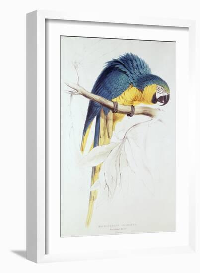Blue and Yellow Macaw-Edward Lear-Framed Premium Giclee Print