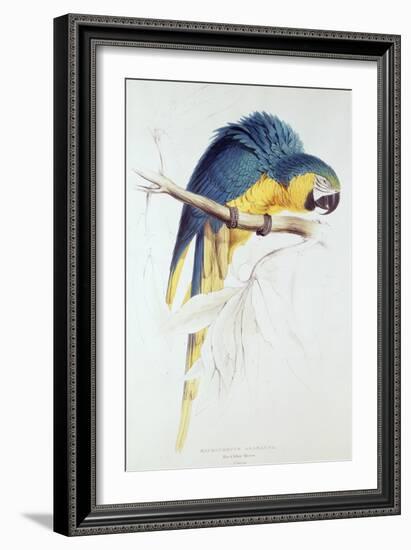 Blue and Yellow Macaw-Edward Lear-Framed Premium Giclee Print