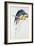 Blue and Yellow Macaw-Edward Lear-Framed Premium Giclee Print