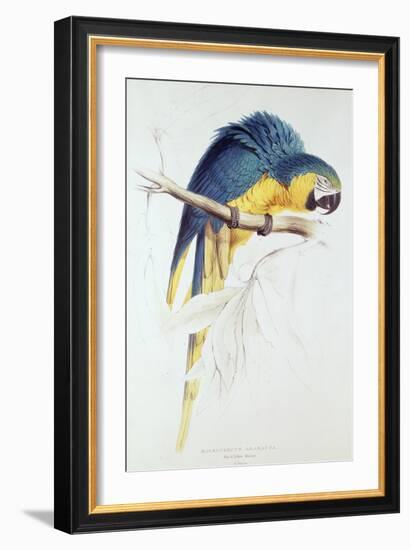 Blue and Yellow Macaw-Edward Lear-Framed Premium Giclee Print