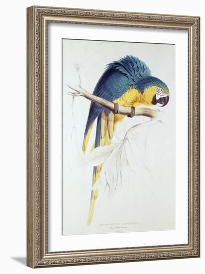 Blue and Yellow Macaw-Edward Lear-Framed Giclee Print