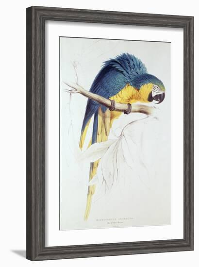 Blue and Yellow Macaw-Edward Lear-Framed Giclee Print