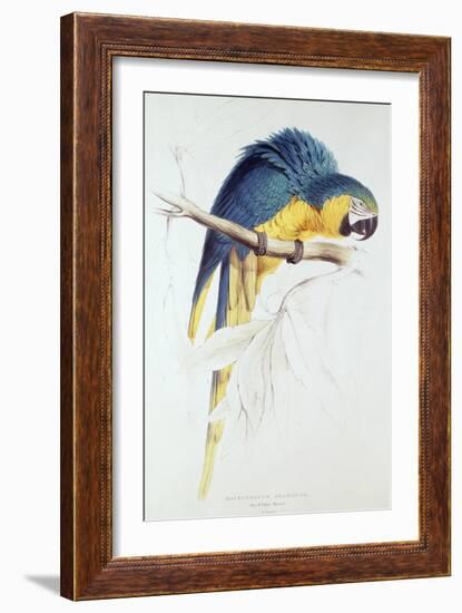 Blue and Yellow Macaw-Edward Lear-Framed Giclee Print