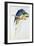 Blue and Yellow Macaw-Edward Lear-Framed Giclee Print