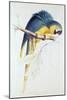 Blue and Yellow Macaw-Edward Lear-Mounted Giclee Print