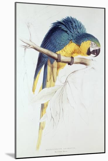 Blue and Yellow Macaw-Edward Lear-Mounted Giclee Print