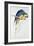 Blue and Yellow Macaw-Edward Lear-Framed Giclee Print