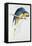 Blue and Yellow Macaw-Edward Lear-Framed Premier Image Canvas