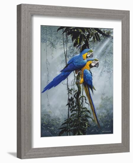 Blue and Yellow Macaws 2-Harro Maass-Framed Giclee Print