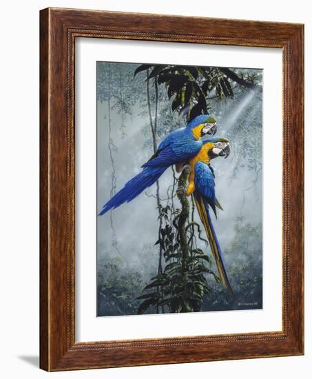 Blue and Yellow Macaws 2-Harro Maass-Framed Giclee Print