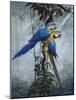 Blue and Yellow Macaws 2-Harro Maass-Mounted Giclee Print