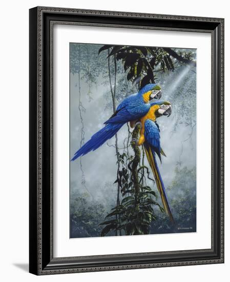 Blue and Yellow Macaws 2-Harro Maass-Framed Giclee Print