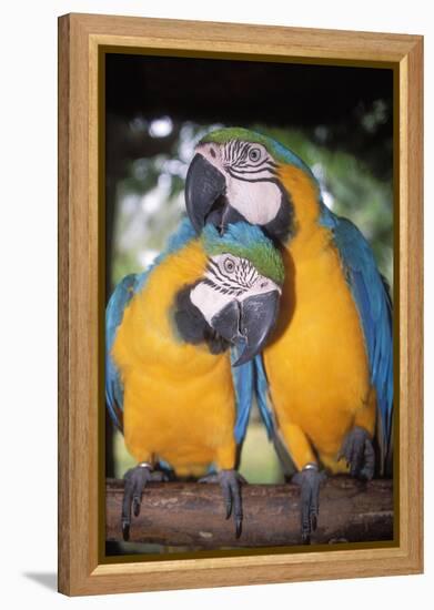 Blue and Yellow Macaws-Andrey Zvoznikov-Framed Premier Image Canvas