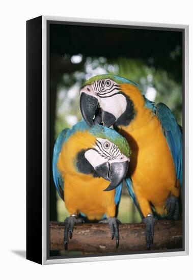 Blue and Yellow Macaws-Andrey Zvoznikov-Framed Premier Image Canvas