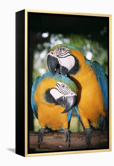 Blue and Yellow Macaws-Andrey Zvoznikov-Framed Premier Image Canvas