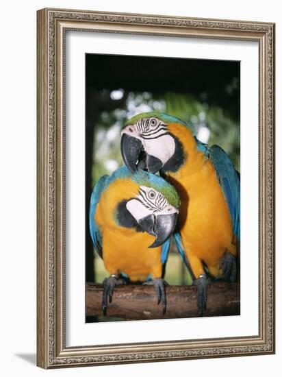 Blue and Yellow Macaws-Andrey Zvoznikov-Framed Photographic Print