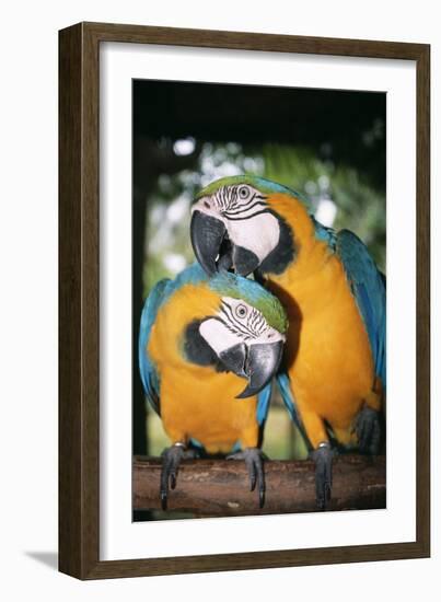 Blue and Yellow Macaws-Andrey Zvoznikov-Framed Photographic Print