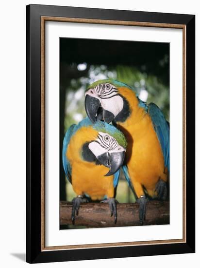 Blue and Yellow Macaws-Andrey Zvoznikov-Framed Photographic Print