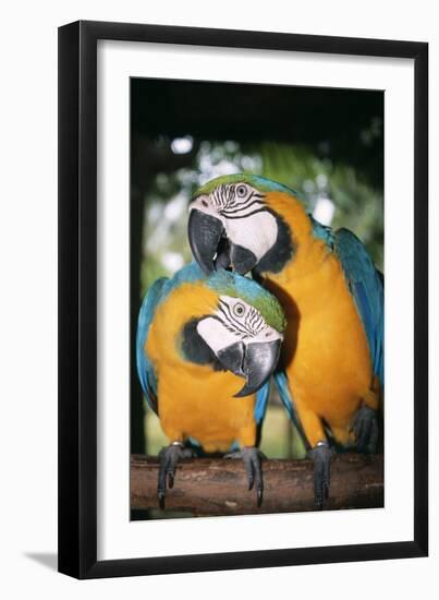 Blue and Yellow Macaws-Andrey Zvoznikov-Framed Photographic Print