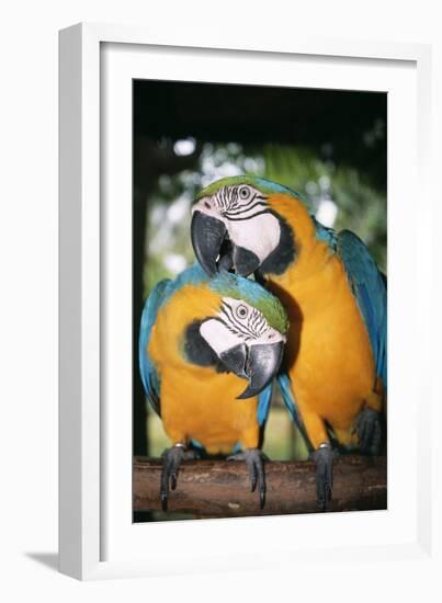 Blue and Yellow Macaws-Andrey Zvoznikov-Framed Photographic Print