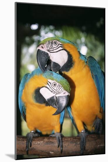 Blue and Yellow Macaws-Andrey Zvoznikov-Mounted Photographic Print