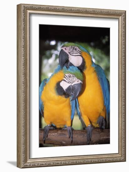 Blue and Yellow Macaws-Andrey Zvoznikov-Framed Photographic Print