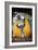 Blue and Yellow Macaws-Andrey Zvoznikov-Framed Photographic Print