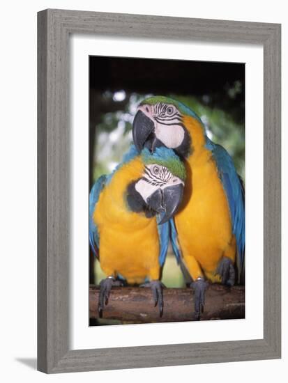 Blue and Yellow Macaws-Andrey Zvoznikov-Framed Photographic Print