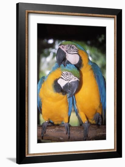 Blue and Yellow Macaws-Andrey Zvoznikov-Framed Photographic Print