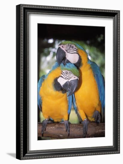 Blue and Yellow Macaws-Andrey Zvoznikov-Framed Photographic Print