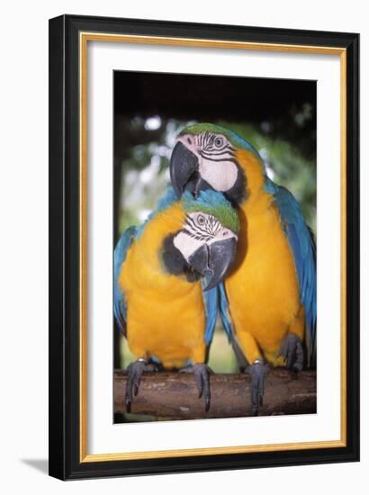 Blue and Yellow Macaws-Andrey Zvoznikov-Framed Photographic Print