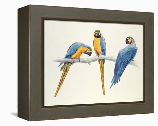 Blue and Yellow Macaws-Mary Clare Critchley-Salmonson-Framed Premier Image Canvas
