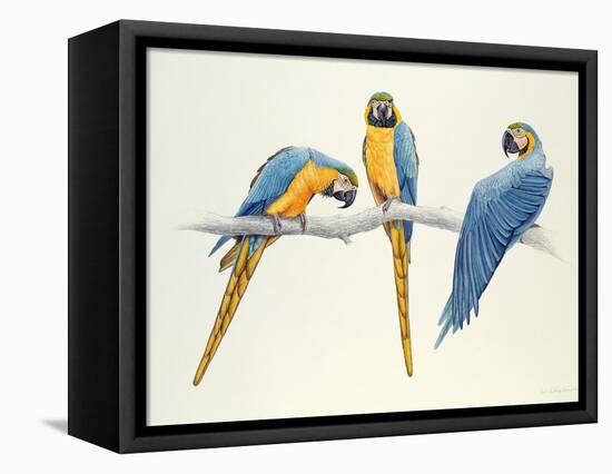 Blue and Yellow Macaws-Mary Clare Critchley-Salmonson-Framed Premier Image Canvas