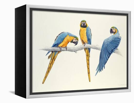 Blue and Yellow Macaws-Mary Clare Critchley-Salmonson-Framed Premier Image Canvas