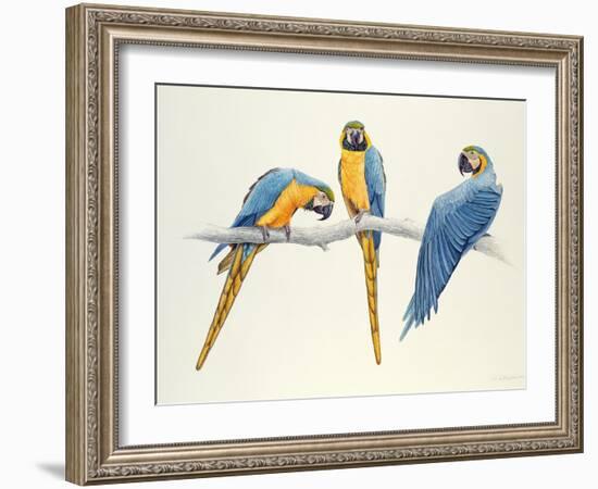 Blue and Yellow Macaws-Mary Clare Critchley-Salmonson-Framed Giclee Print