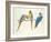 Blue and Yellow Macaws-Mary Clare Critchley-Salmonson-Framed Giclee Print