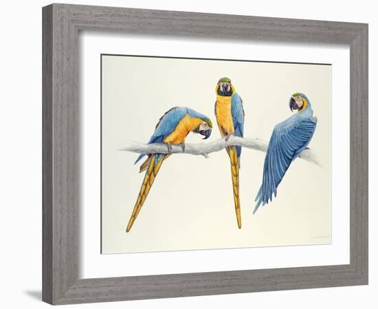 Blue and Yellow Macaws-Mary Clare Critchley-Salmonson-Framed Giclee Print