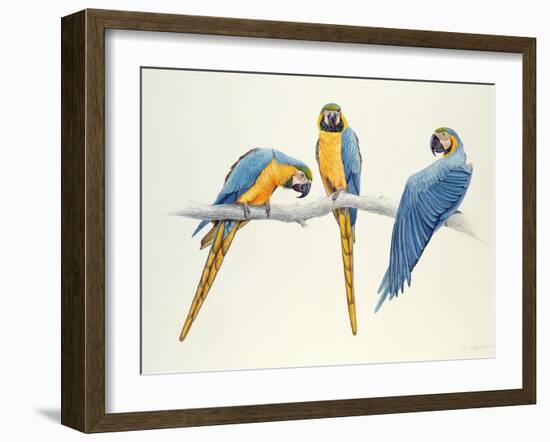 Blue and Yellow Macaws-Mary Clare Critchley-Salmonson-Framed Giclee Print