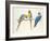 Blue and Yellow Macaws-Mary Clare Critchley-Salmonson-Framed Giclee Print