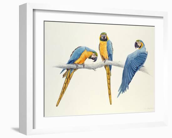 Blue and Yellow Macaws-Mary Clare Critchley-Salmonson-Framed Giclee Print