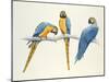 Blue and Yellow Macaws-Mary Clare Critchley-Salmonson-Mounted Giclee Print